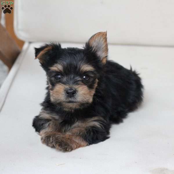 Remi, Yorkie Puppy