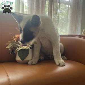 Tom, Akita Puppy
