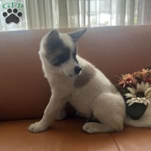 Tom, Akita Puppy