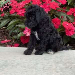 Molly, Mini Bernedoodle Puppy