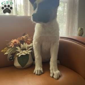 Cielo, Akita Puppy