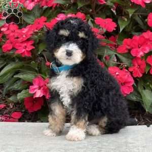Marvin, Mini Bernedoodle Puppy