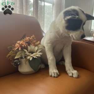 Cielo, Akita Puppy
