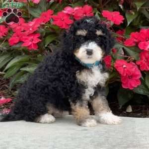 Marvin, Mini Bernedoodle Puppy