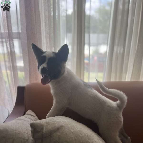 Cielo, Akita Puppy