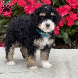 Marvin, Mini Bernedoodle Puppy