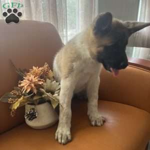 Lisa, Akita Puppy