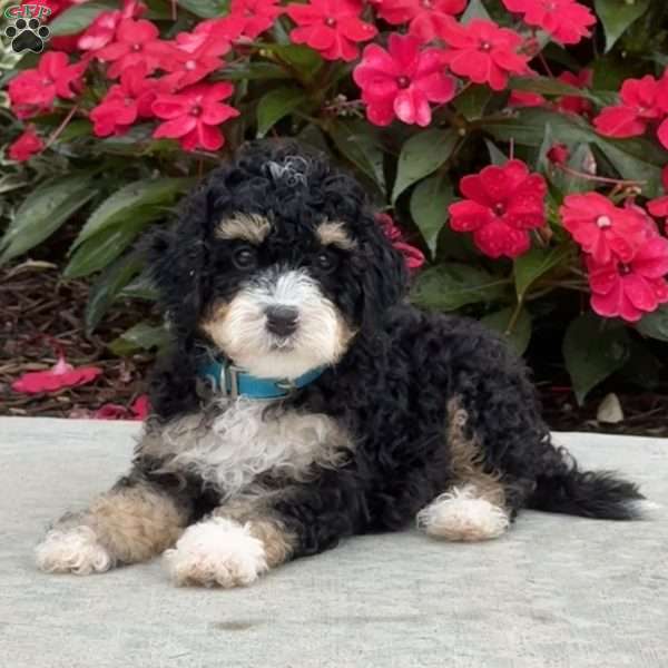 Marvin, Mini Bernedoodle Puppy