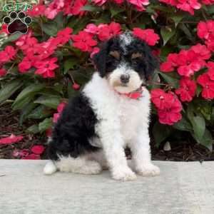 Maizy, Mini Bernedoodle Puppy