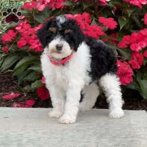 Maizy, Mini Bernedoodle Puppy