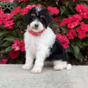 Maizy, Mini Bernedoodle Puppy