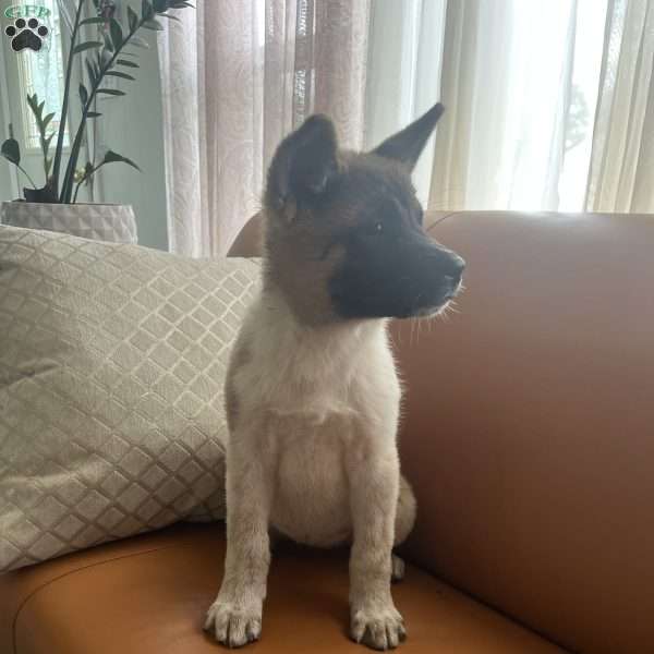 Lisa, Akita Puppy