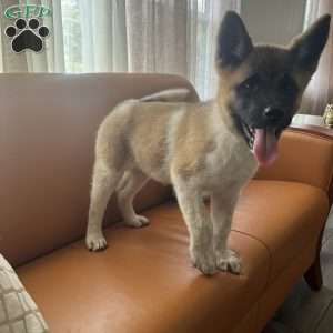Lisa, Akita Puppy