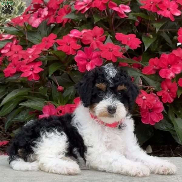 Maizy, Mini Bernedoodle Puppy
