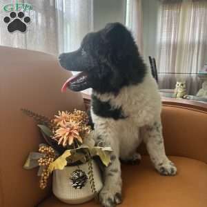 Chloe, Akita Puppy