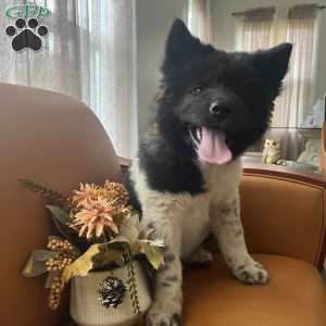 Chloe, Akita Puppy