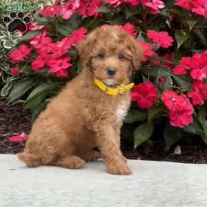 Millie, Mini Bernedoodle Puppy
