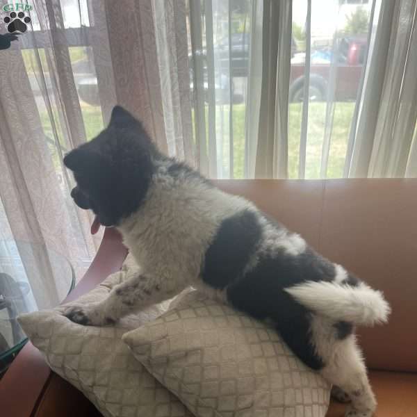 Chloe, Akita Puppy