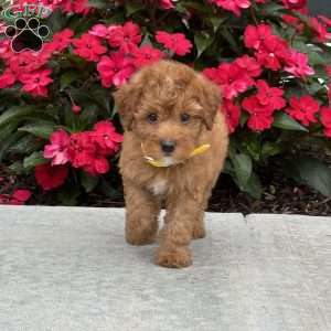 Millie, Mini Bernedoodle Puppy