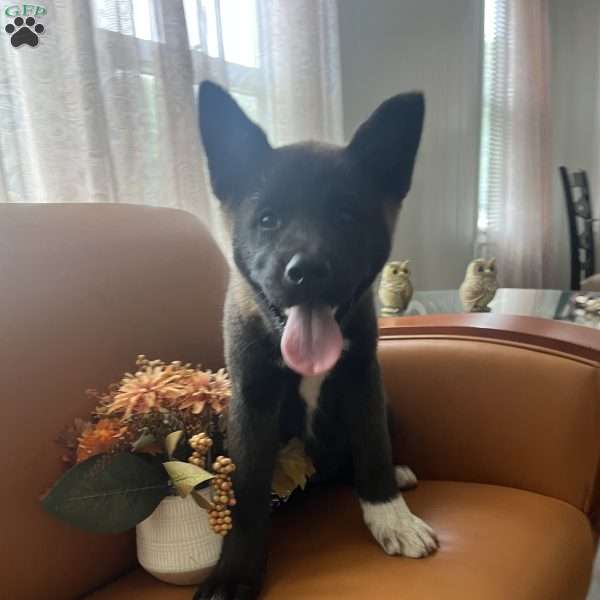 Allison, Akita Puppy