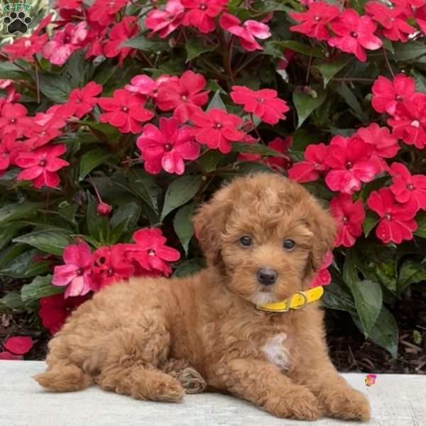 Millie, Mini Bernedoodle Puppy