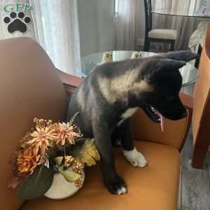 Allison, Akita Puppy