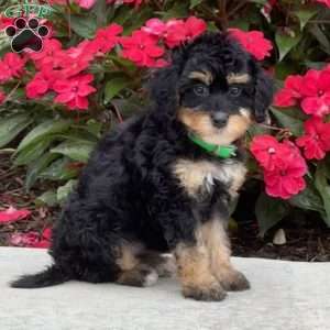 Mia, Mini Bernedoodle Puppy