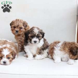 Charlie, Shih-Poo Puppy