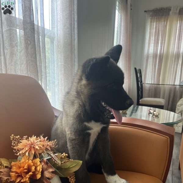 Bruno, Akita Puppy
