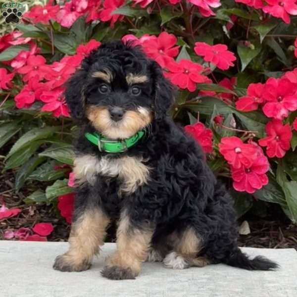 Mia, Mini Bernedoodle Puppy