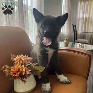 Bruno, Akita Puppy