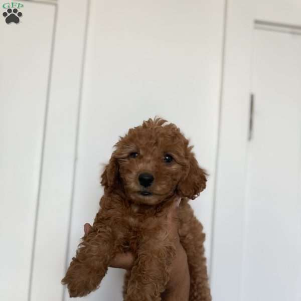 Claire, Miniature Poodle Puppy