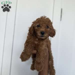 Claire, Miniature Poodle Puppy