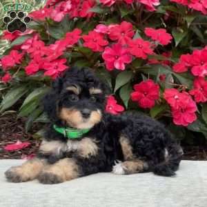 Mia, Mini Bernedoodle Puppy