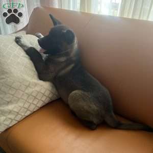 Bruno, Akita Puppy