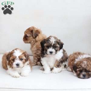 Cooper, Shih-Poo Puppy