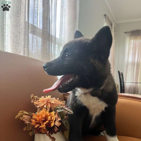 Mia, Akita Puppy