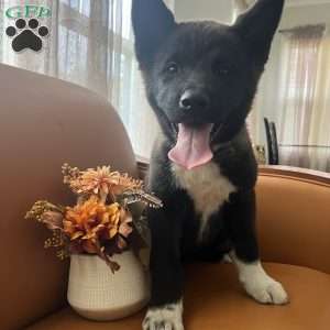 Mia, Akita Puppy