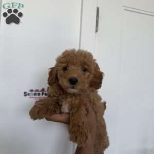 Lilo, Miniature Poodle Puppy