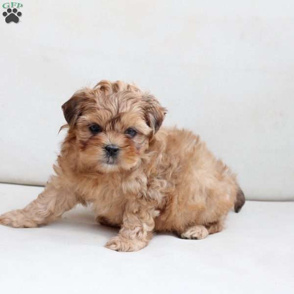Ruby, Shih-Poo Puppy