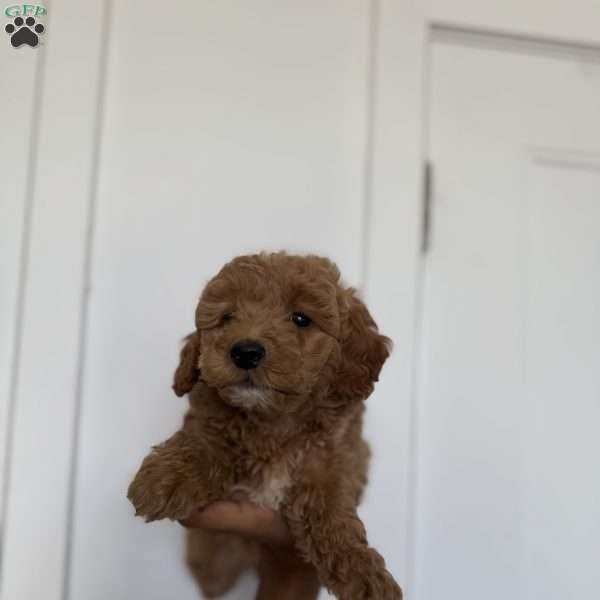 Lilo, Miniature Poodle Puppy