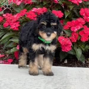 Mia, Mini Bernedoodle Puppy
