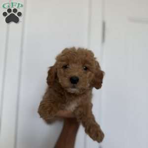 Lilo, Miniature Poodle Puppy