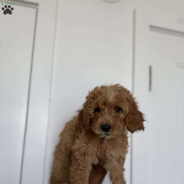 Tinker bell, Miniature Poodle Puppy