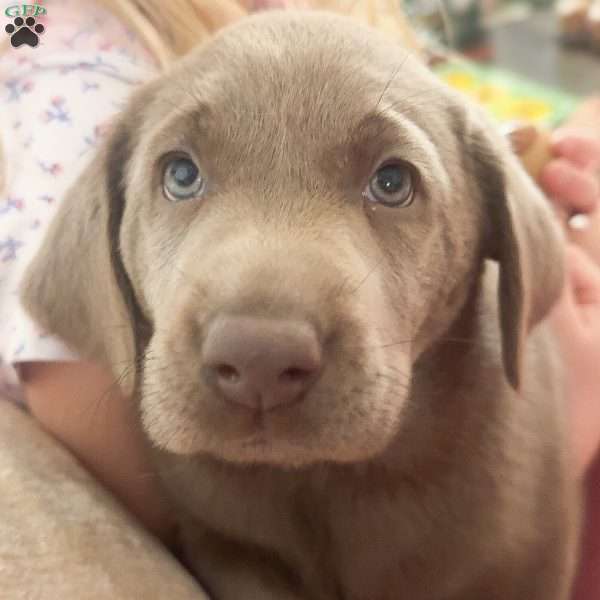 Betty, Silver Labrador Retriever Puppy