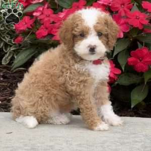 Maple, Mini Bernedoodle Puppy