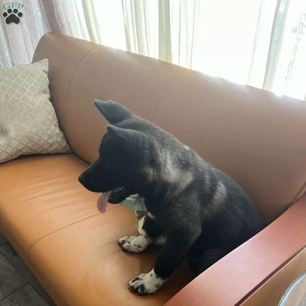 Logan, Akita Puppy
