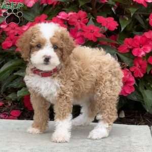 Maple, Mini Bernedoodle Puppy