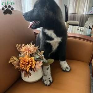 Logan, Akita Puppy