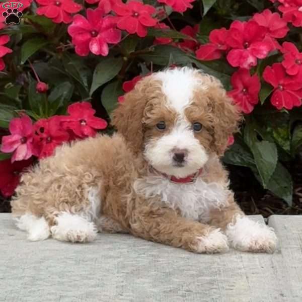Maple, Mini Bernedoodle Puppy